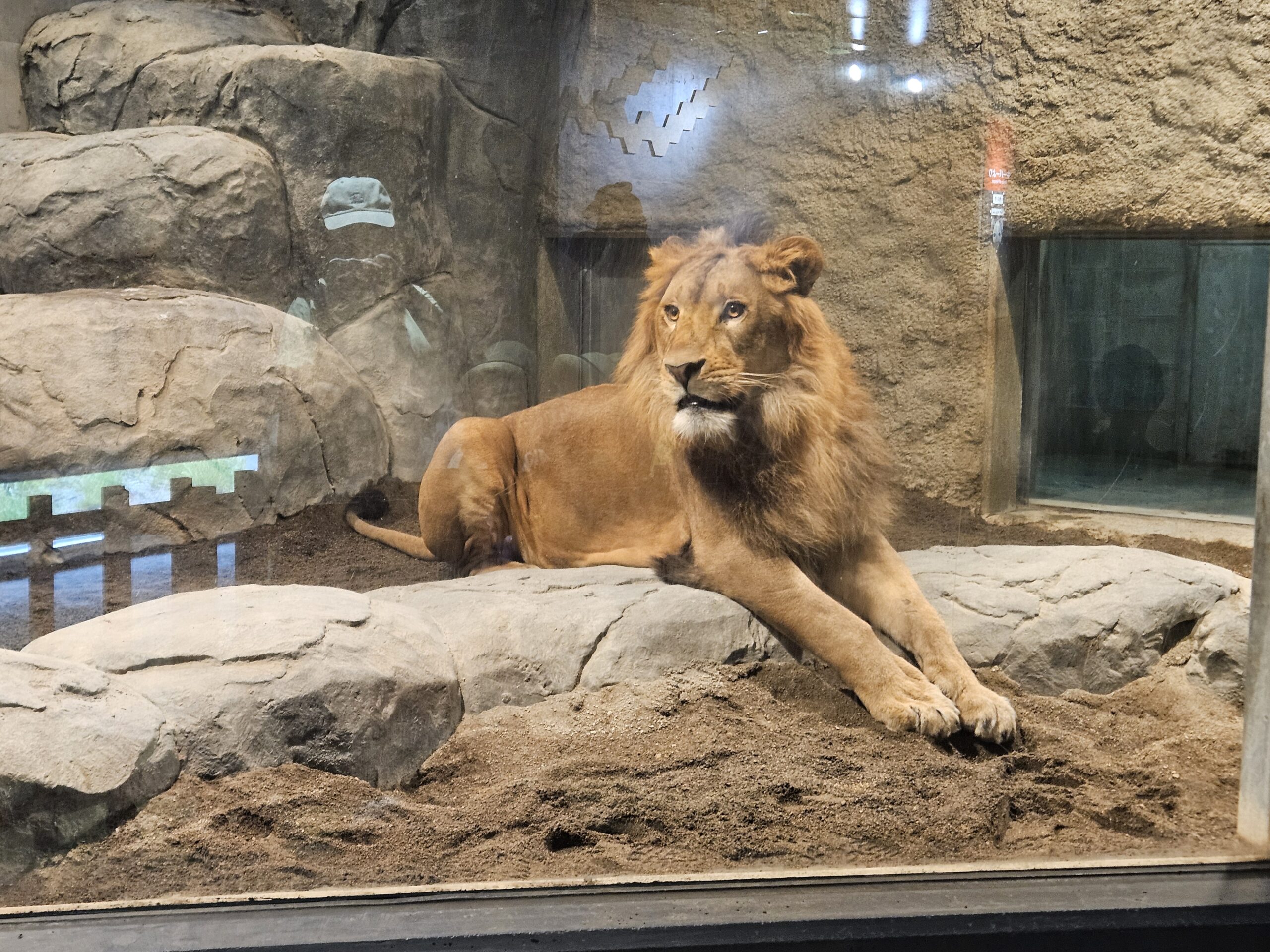 年長組　円山動物園に行ってきました！