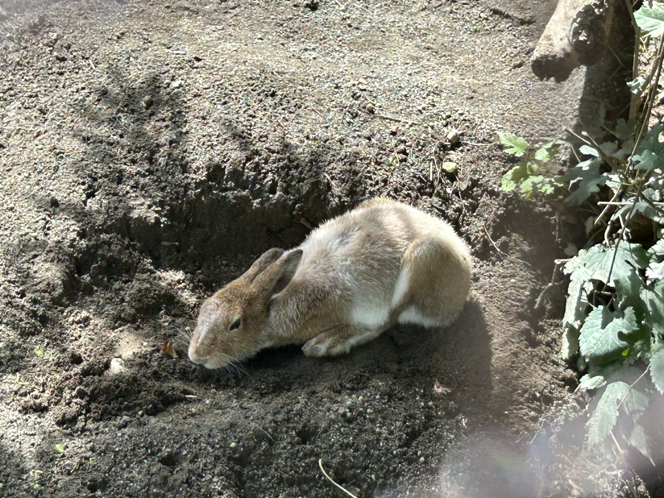 年少組　動物園！