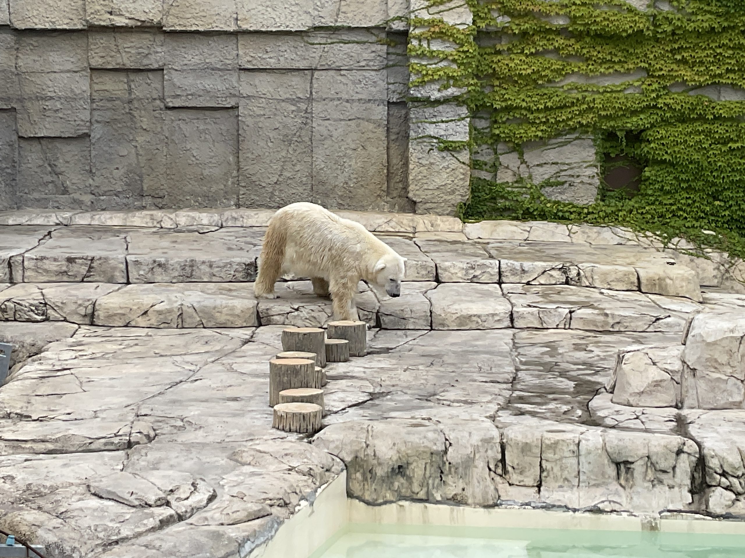 年少組 円山動物園